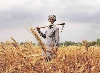 Punjab Farmer Photo