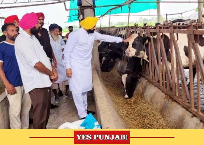 Over 50k Cattle vaccinated to tackle Lumpy Skin in Punjab: Laljit Singh  Bhullar - Yes Punjab - Latest News from Punjab, India & World