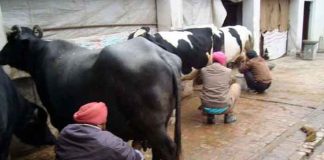 Cow Buffalo Cattle Milk Lactating