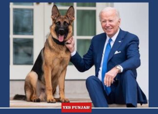Joe Biden's Pet German Shepherd Dog Commander