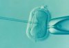 in vitro fertilisation IVF