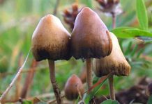 magic mushroom