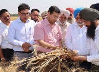 Punjab Anurag Verma stock of the wheat