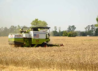 Punjab Wheat