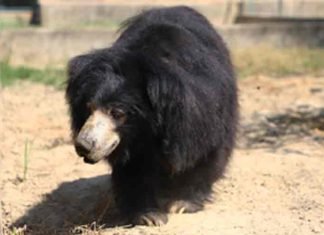 Two Siblings Injured in Bear Attack in J&K’s Anantnag bear-attack
