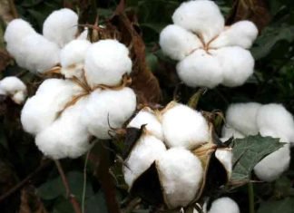 Centre exempts all customs duties on cotton import from June 1 till Oct 30 Bt-cotton