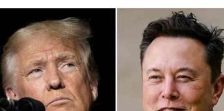 elon musk and donald trump