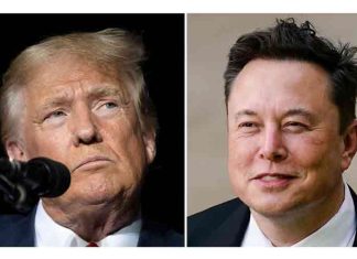 elon musk and donald trump