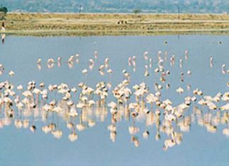 Bird conservation in Sambhar Lake