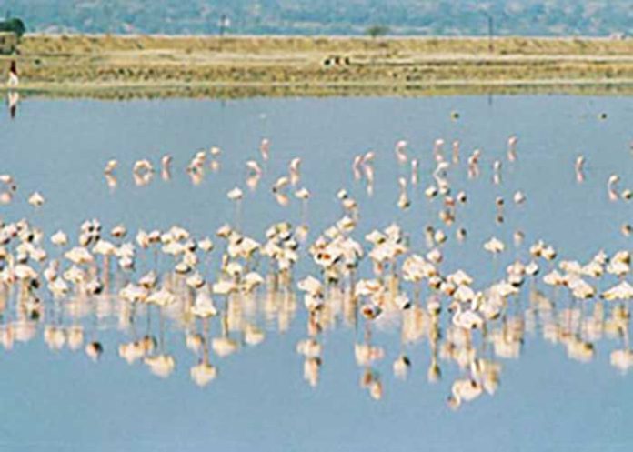 Bird conservation in Sambhar Lake