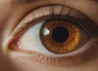 HUMAN EYES BROWN