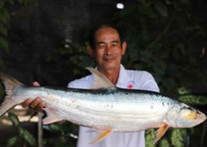 Rare 'Mekong ghost' fish