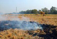 Stubble burning