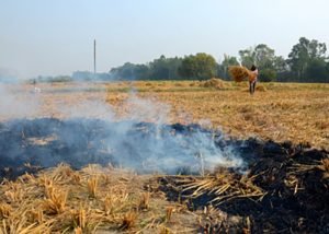 Stubble burning