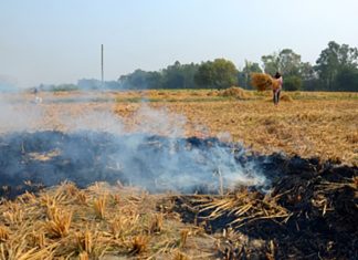 Stubble burning