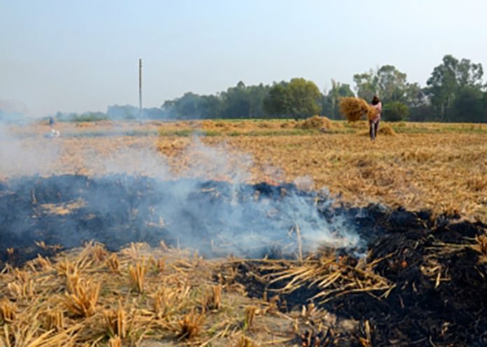 Stubble burning