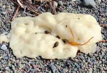 white blobs in canada beaches