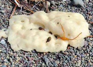 white blobs in canada beaches