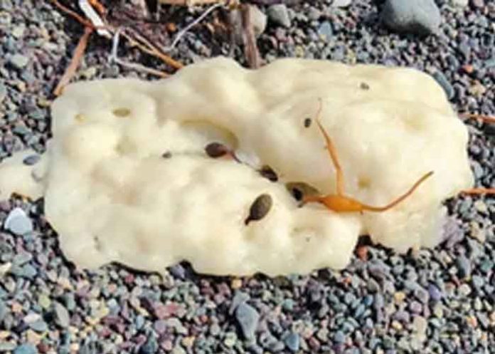 white blobs in canada beaches