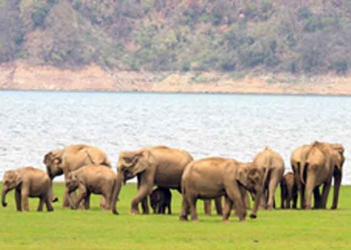 wild elephants