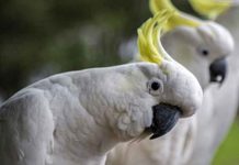 Australian cockatoo Bird