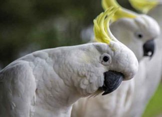 Australian cockatoo Bird