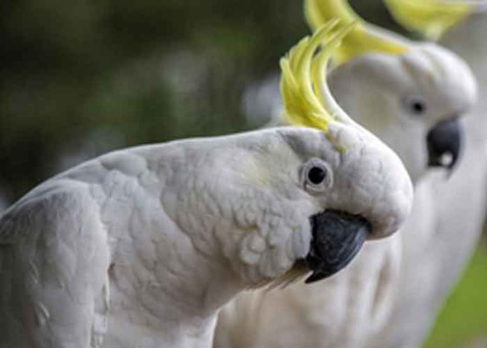 Australian cockatoo Bird