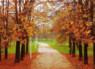 Kashmir's golden yellow Autumn