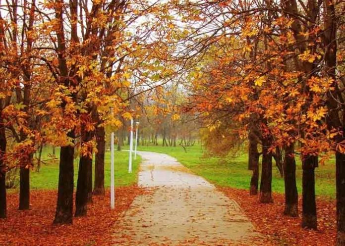 Kashmir's golden yellow Autumn