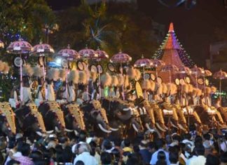 Kerala temple festivals ELEPHANTS