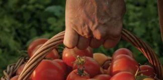 Tomatoes basket