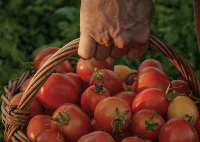 Tomatoes basket