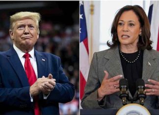 donald trump and kamala harris polls