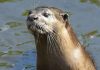 Rare Species Of Smooth-coated Otter Identified At Vaigai River’s Origin 