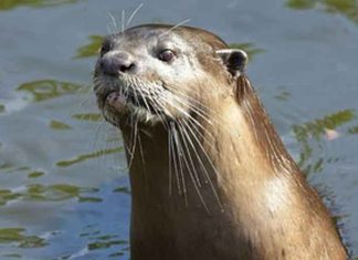 smooth-coated otter (Lutrogale Perspicillata)