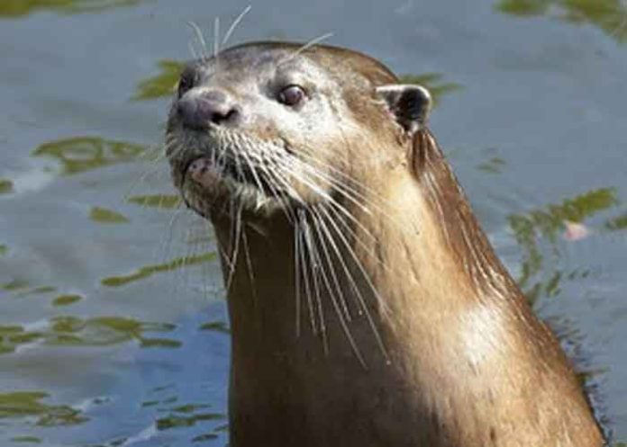 smooth-coated otter (Lutrogale Perspicillata)