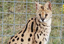 African Wild Cat