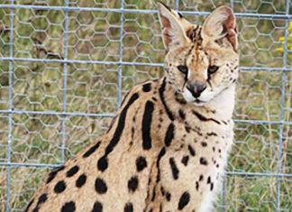 African Wild Cat