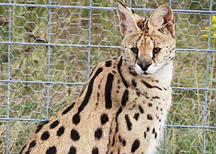 African Wild Cat