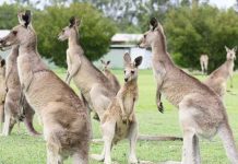 Kangaroos