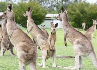 Kangaroos