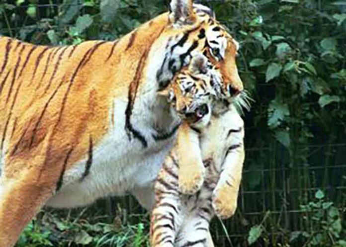 Mother tigress kills her cubs