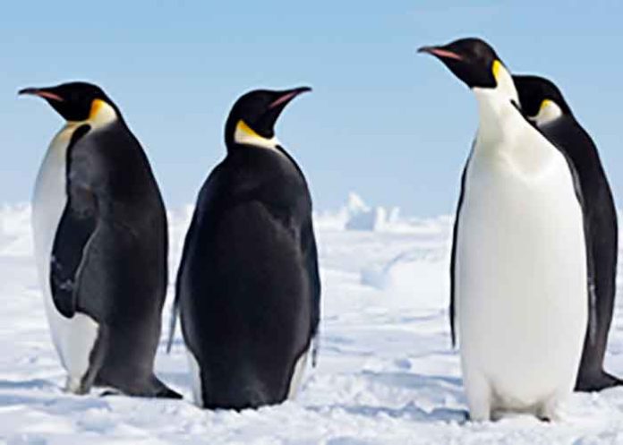 Penguins of Antarctica