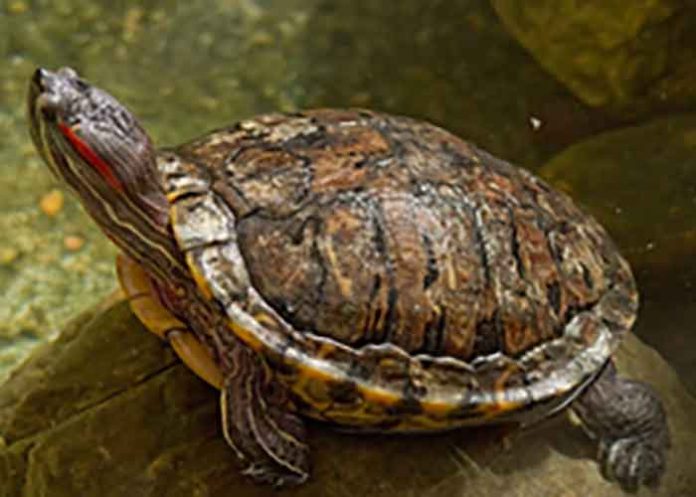 Red-eared slider turtle