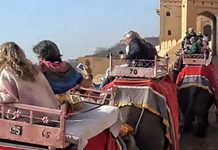 Amer Fort elephant ride