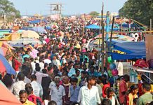 Pongal festivities