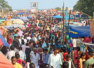 Pongal festivities