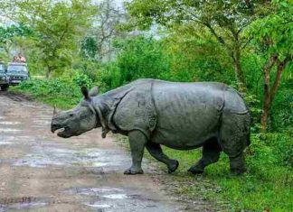 Kaziranga-Assam-CM