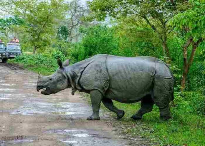 Kaziranga-Assam-CM