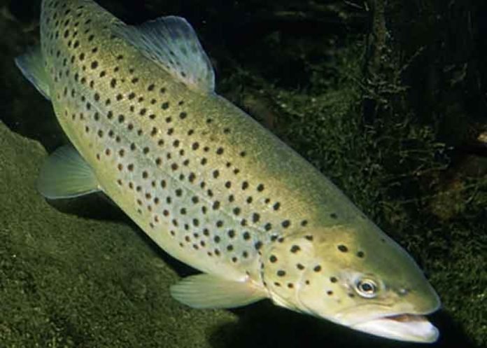 Rainbow trout